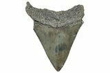 Serrated, Fossil Megalodon Tooth - South Carolina #321257-1